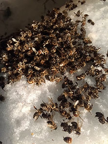 О пользе пчелиного подмора
